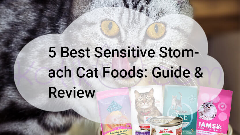 You are currently viewing 5 Best Sensitive Stomach Cat Foods Guide & Review