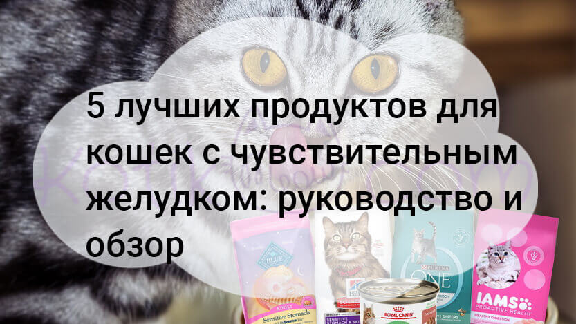 You are currently viewing 5 лучших продуктов для кошек с чувствительным желудком руководство и обзор