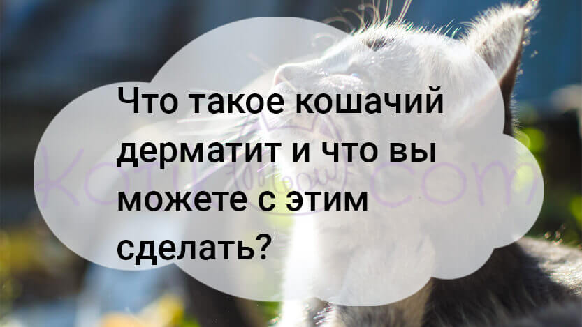 Read more about the article Что такое кошачий дерматит и что вы можете с этим сделать?