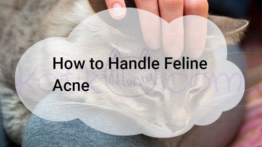 Read more about the article How To Treat Feline Acne?