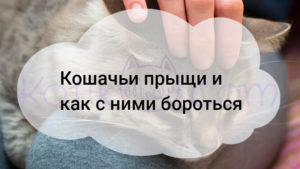 Read more about the article Кошачьи прыщи и как с ними бороться!