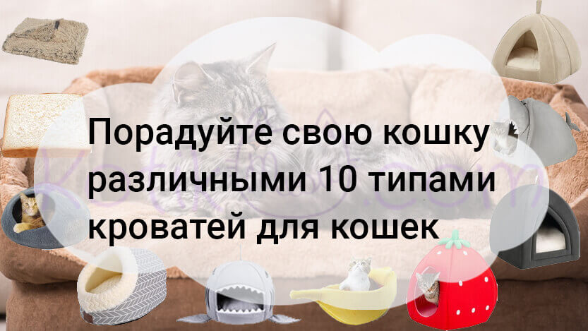 Read more about the article Порадуйте свою кошку различными 10 типами кроватей для кошек