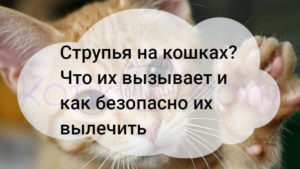 Read more about the article Струпья на кошках как безопасно их лечить?