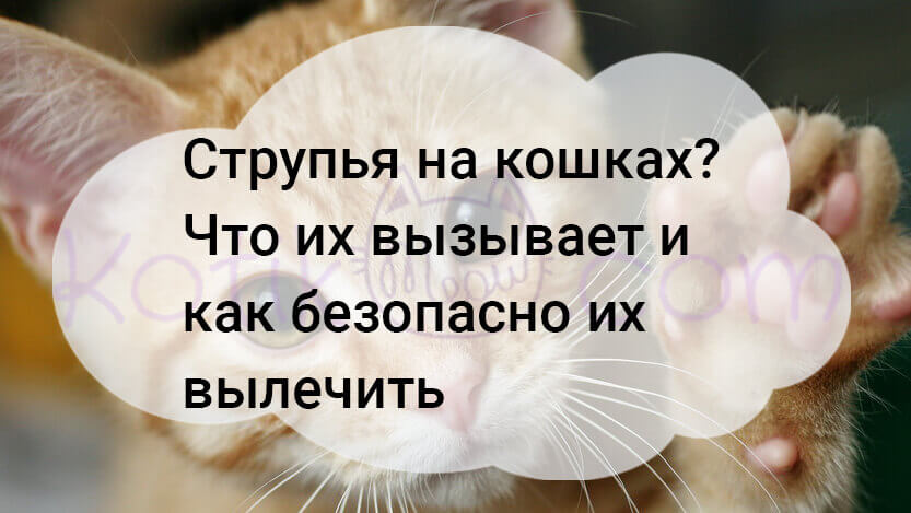 Read more about the article Струпья на кошках как безопасно их лечить?