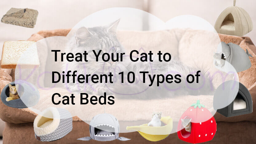 You are currently viewing Treat Your Cat to Different 10 Types of Cat Beds