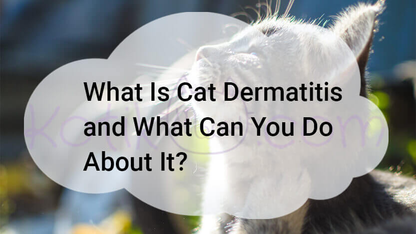 Read more about the article What Is Cat Dermatitis and What Can I Do?