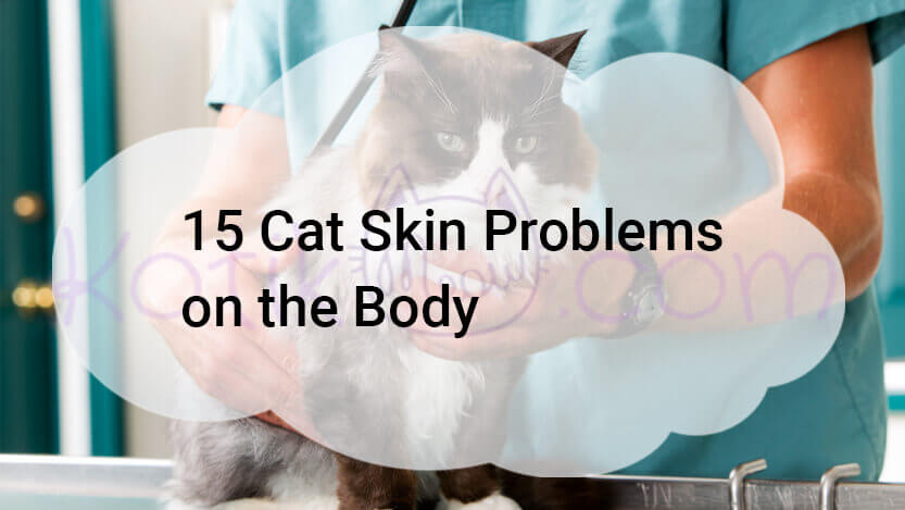 Read more about the article 15 Cat Skin Problems on the Body