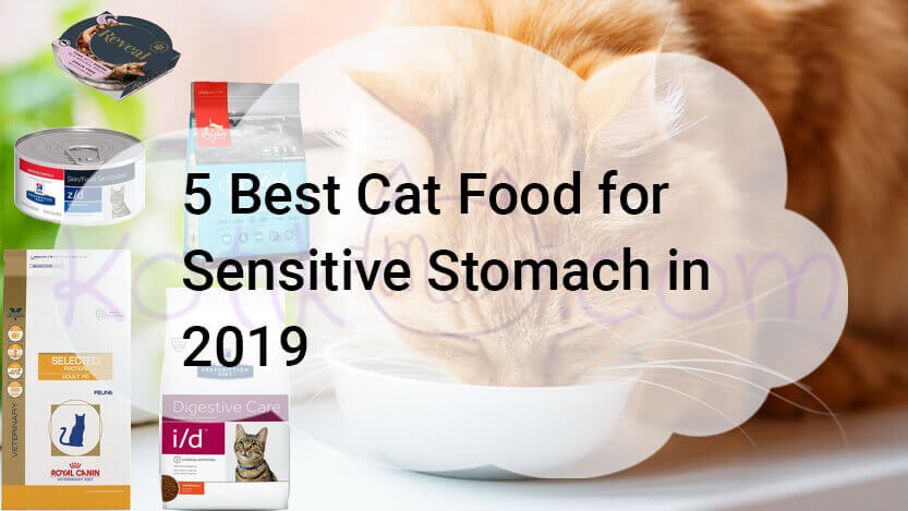 Read more about the article 5 Best Cat Food for Sensitive Stomach in 2019