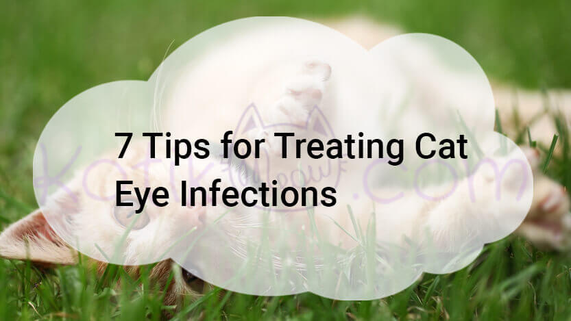 Read more about the article 7 Tips for Treating Cat Eye Infections