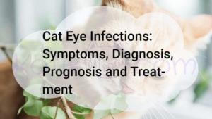 Read more about the article Cat Eye Infections, Symptoms, Diagnosis, Prognosis and Treatment