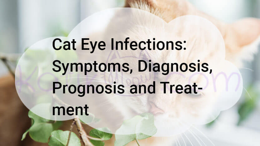 Read more about the article Cat Eye Infections, Symptoms, Diagnosis, Prognosis and Treatment