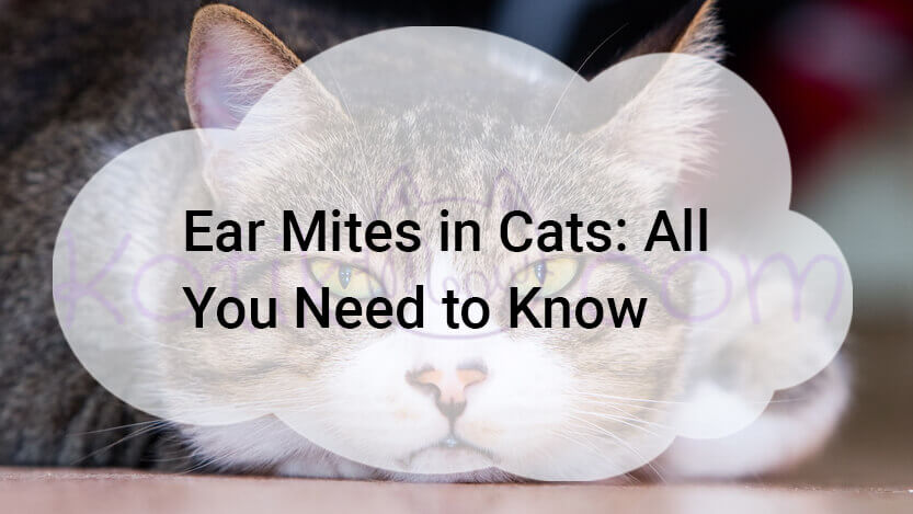 Read more about the article Ear Mites in Cats All You Need to Know