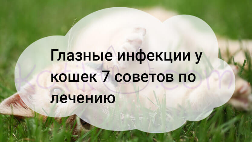 Read more about the article Глазные инфекции у кошек 7 советов по лечению