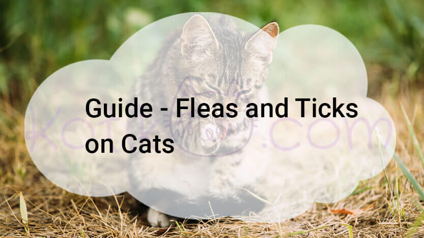 You are currently viewing Guide All About Fleas and Ticks on Cats