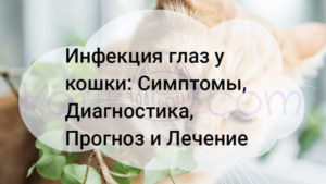 Read more about the article Инфекция глаз у кошки, Симптомы, Диагностика, Прогноз и Лечение
