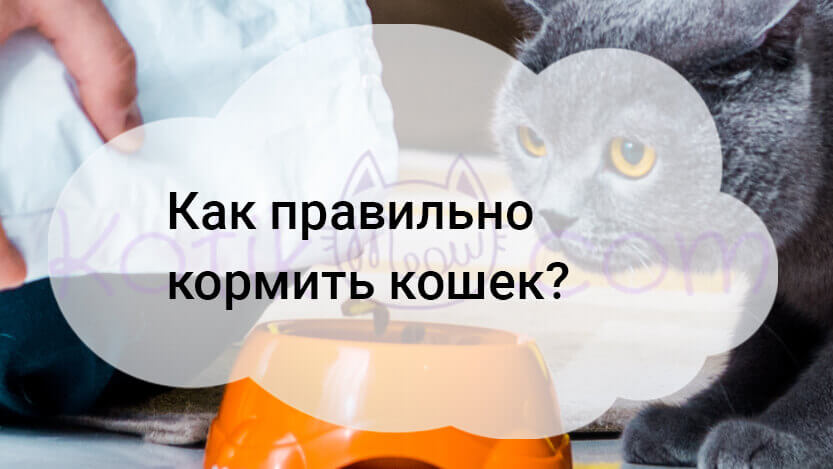 Read more about the article Как правильно кормить кошек?