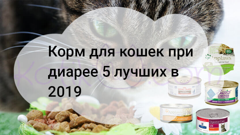 Read more about the article Корм для кошек при диарее 5 лучших в 2019