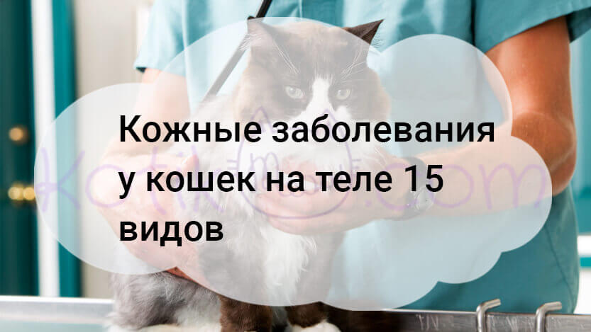 Read more about the article Кожные заболевания у кошек на теле 15 видов