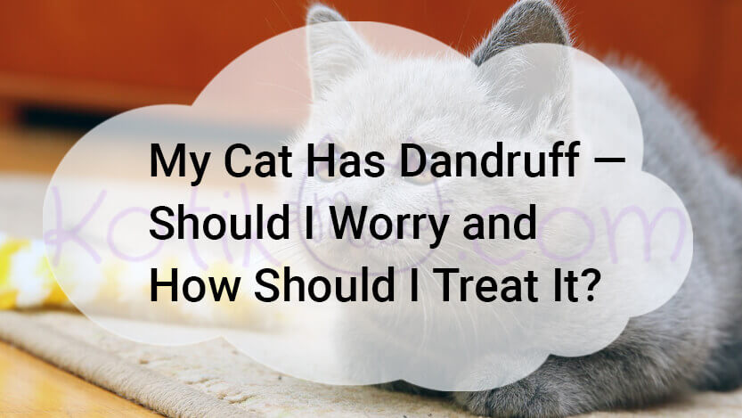 Read more about the article My Cat Has Dandruff Should I Worry How Treat It?