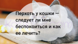 Read more about the article Перхоть у кошки должна меня беспокоить, как ее лечить?