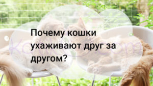 Read more about the article Почему кошки ухаживают друг за другом?