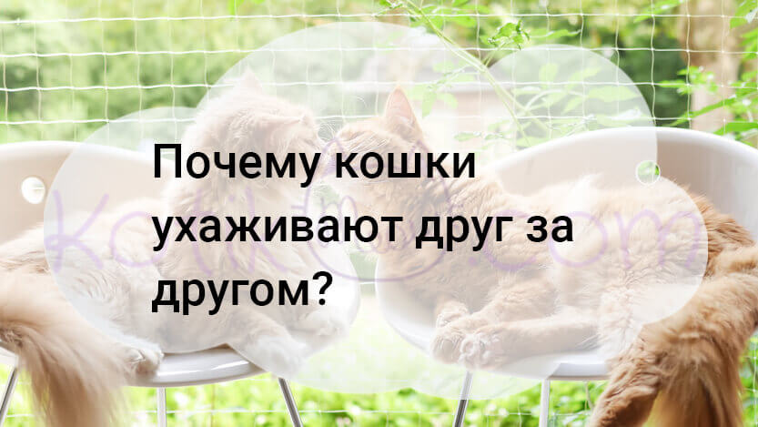 Read more about the article Почему кошки ухаживают друг за другом?