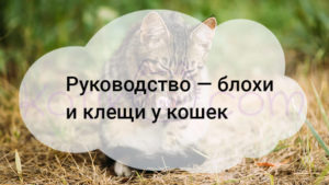 Read more about the article Блохи и клещи у кошек, краткое руководство