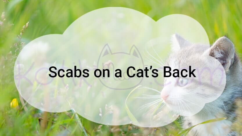 Read more about the article Scabs on a Cat’s Back