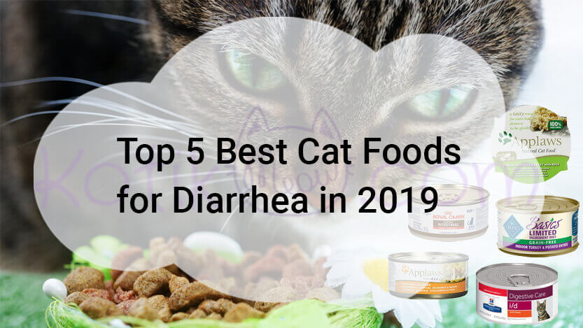 Read more about the article Top 5 Best Cat Foods for Diarrhea in 2019