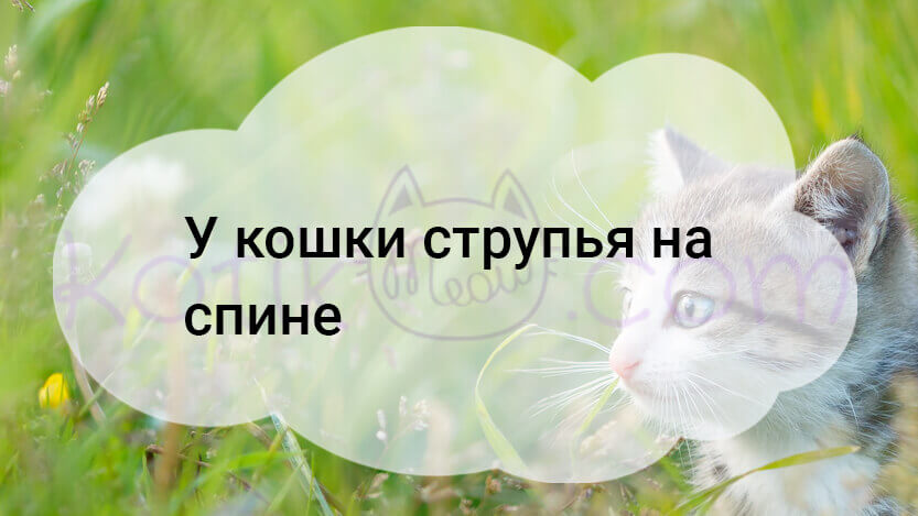 Read more about the article У кошки струпья на спине