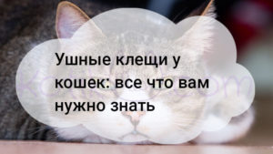 Read more about the article Ушные клещи у кошек все что вам нужно знать