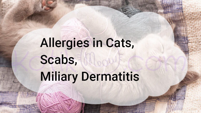 Read more about the article Allergies in Cats, Scabs, Miliary Dermatitis