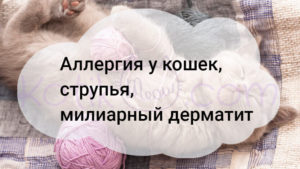 Read more about the article Аллергия у кошек, струпья, милиарный дерматит