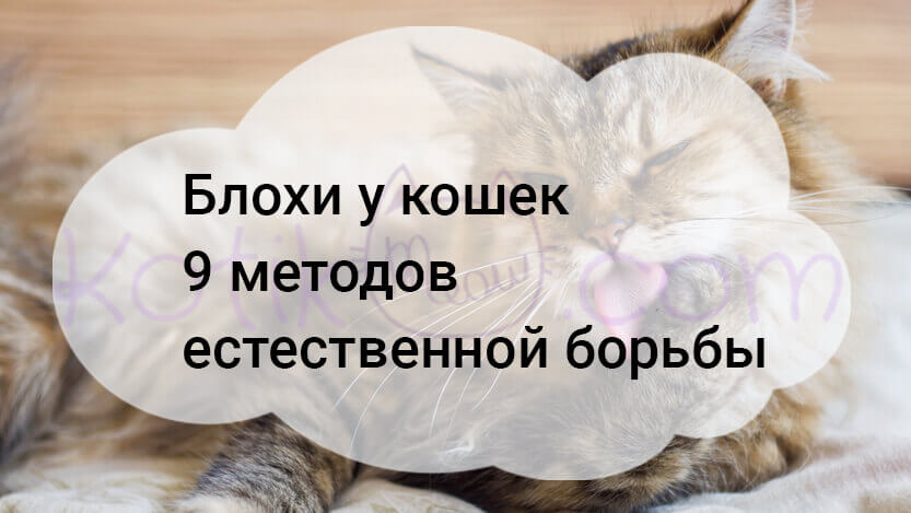 Read more about the article Блохи у кошек 9 методов естественной борьбы