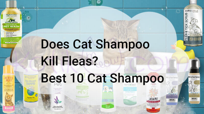 Read more about the article Does Cat Shampoo Kill Fleas? Best 10