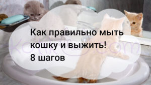 Read more about the article Как правильно мыть кошку и выжить! 8 шагов
