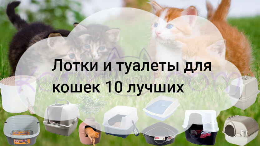 Read more about the article Лотки и туалеты для кошек 10 лучших