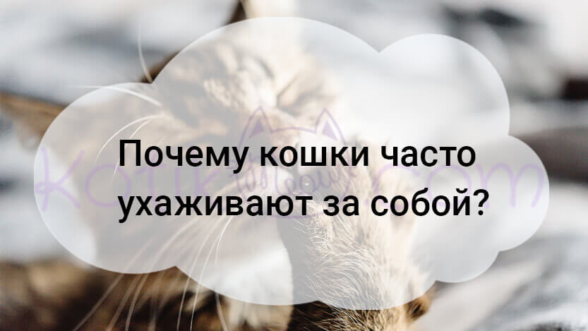 Read more about the article Почему кошки часто ухаживают за собой?