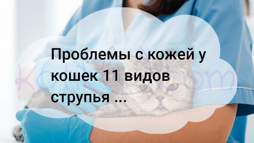 Read more about the article Проблемы с кожей у кошек 11 видов струпья …