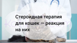 Read more about the article Стероидная терапия для кошек — реакция на них