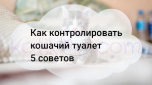 Read more about the article Как контролировать кошачий туалет 5 советов