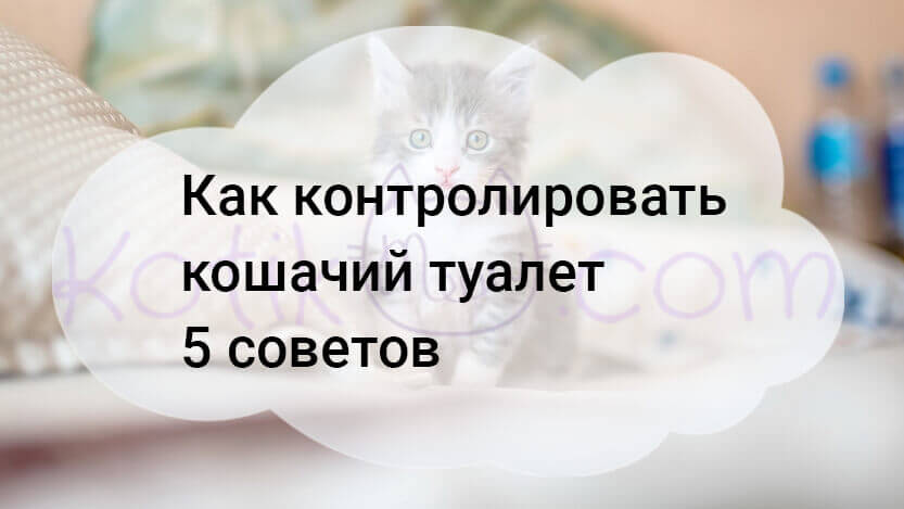 Read more about the article Как контролировать кошачий туалет 5 советов