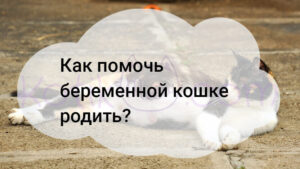 Read more about the article Как помочь беременной кошке родить?