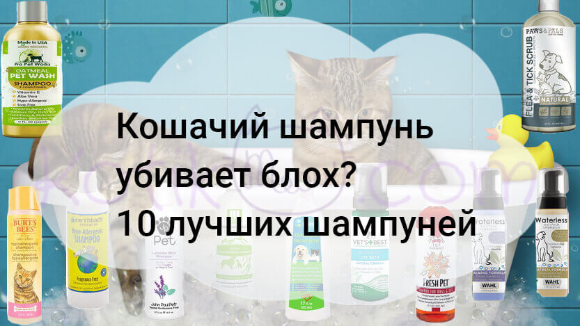 Read more about the article Кошачий шампунь убивает блох? 10 лучших шампуней