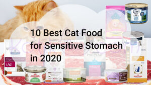 Read more about the article 10 Best Cat Food for Sensitive Stomach in 2020