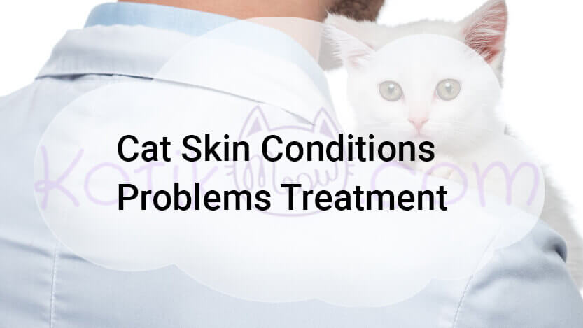 Read more about the article Cat Skin Conditions Problems Treatment