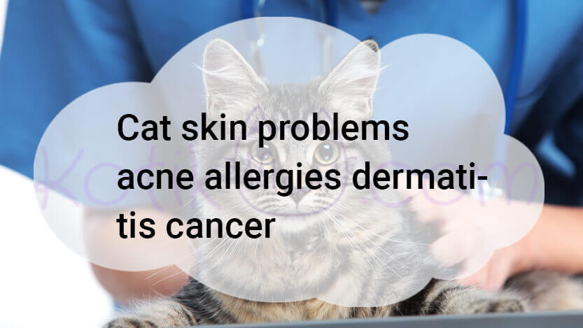 Read more about the article Cat Skin Problems Acne Allergies Dermatitis Cancer
