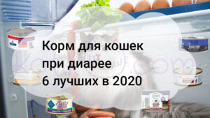 Read more about the article Корм для кошек при диарее 6 лучших в 2020