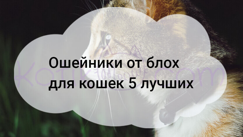 Read more about the article Ошейники от блох для кошек 5 лучших