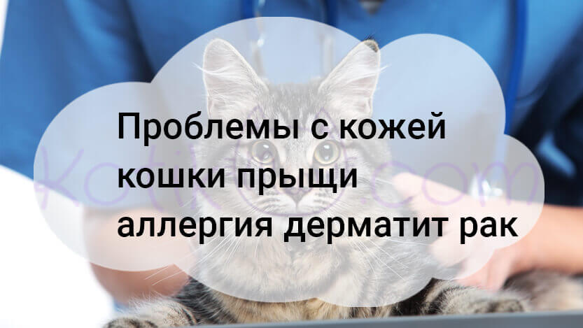 Read more about the article Проблемы с кожей кошки прыщи аллергия дерматит рак